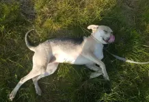 P&uuml;ppi, habe ich adoptiert mit einer Gehbehinderung (hinten keine Kniescheibe), aber sie l&auml;uft sehr normal. 