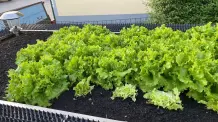 Lollo Bionda bereits ordentlich gewachsen und zum Abernten bereit im Hochbeet im Garten bei uns. 