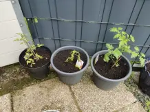 Tomaten und Zucchini in T&ouml;pfen herangezogen und mit guten Erfolgsaussichten auf eine balige Ernte. 
