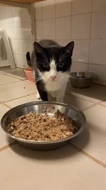 Hunger? Opi, der schon zehn Jahre im Tierheim leben muss, sagt dir Bescheid, wenn es Zeit zum Fressen ist!