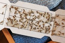 Motten bekämpfen mit Pheromonfallen