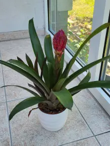 Bromelien: pflegeleichte Zimmerpflanzen