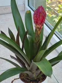 Bromelien: pflegeleichte Zimmerpflanzen