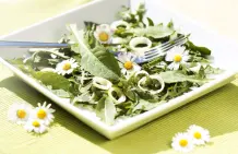 Wildkräuter im Juni sammeln – mit 3 Rezepten