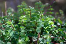 Wildkräuter im Juni sammeln – mit 3 Rezepten