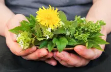 Wildkräuter im Juni sammeln – mit 3 Rezepten