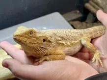 Hoffnung für Tierheimtiere: Gewinne eine Patenschaft