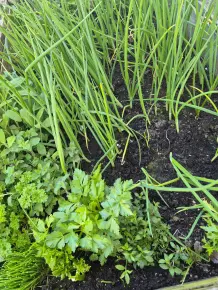 Welches Obst und Gemüse kommt (nicht) in den Kühlschrank?