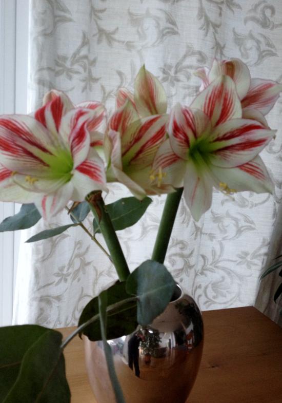 Blumenstrauß Ritterstern Amaryllis als Schnittblume Bouquet Hippeastrum 
