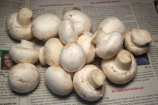 Saisir Commercial écrire une lettre wie lange kann man champignons im kühlschrank aufbewahren ...