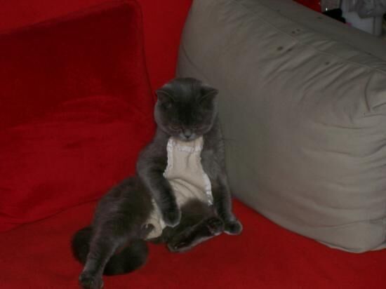 Katze Kotzt Nach Kastration