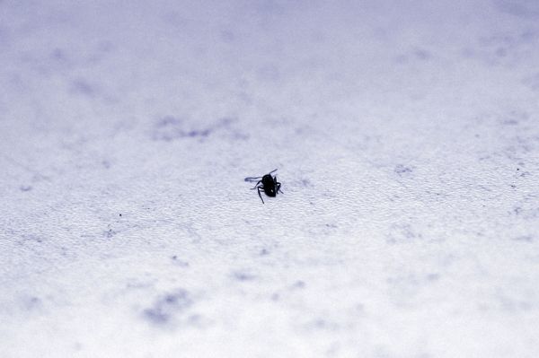 26+ schlau Bild Woher Kommen Ameisen Im Haus Ameisen In