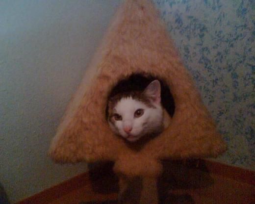Katze Pinkelt Seit Neustem überall Hin Katze Pinkelt Seit Neustem überall Hin
