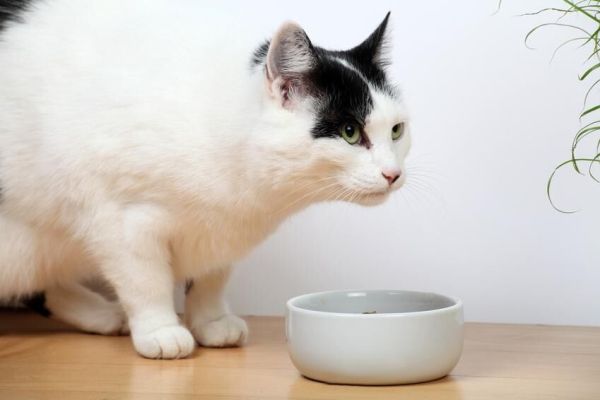 Katze Flüssignahrung Selber Machen