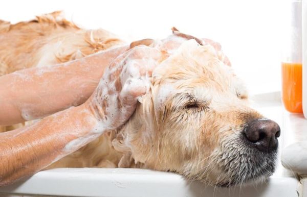 Shampoo Einfach Selber Machen Frag Mutti