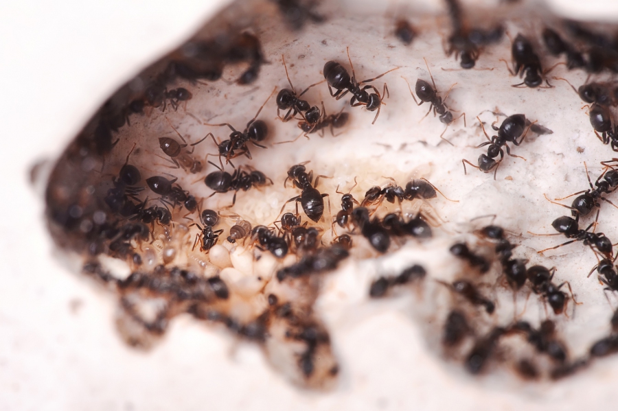 Backpulver Und Zucker Gegen Ameisen Frag Mutti