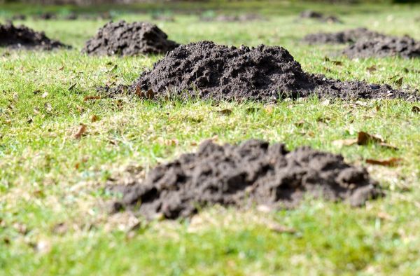 Maulwurfe Und Wuhlmause Vertreiben Frag Mutti