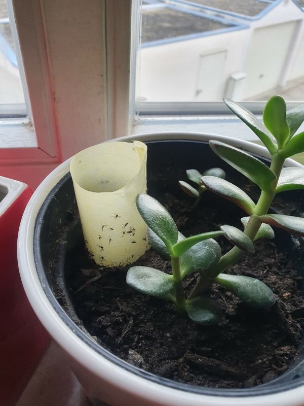 Selbstgemachte Falle gegen Trauermücken: Effektiver Schutz für Ihre Pflanzen Selbstgemachte Falle gegen Trauermücken: Effektiver Schutz für Ihre Pflanzen