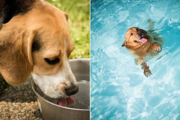 Unsere Vierbeiner leiden unter der Hitze noch st&auml;rker als wir, denn sie k&ouml;nnen ihre K&ouml;rpertemperatur nicht durch das Schwitzen regulieren. Dein Haustier sollte immer einen gro&szlig;en Schattenplatz zur Verf&uuml;gung haben.