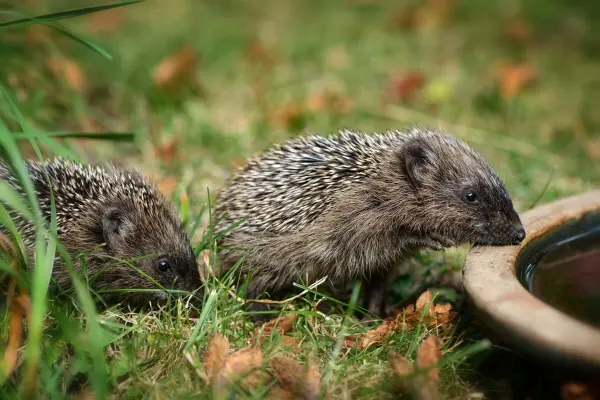 Igel, Eichh&ouml;rnchen, M&auml;use, V&ouml;gel und Insekten sind &uuml;ber jede Hilfe in den hei&szlig;en Monaten dankbar. Besonders wichtig ist es, den Wildtieren gen&uuml;gend Wasser zur Verf&uuml;gung zu stellen.