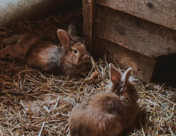 Nagetiere brauchen viel Platz und Auslauf. Stelle sicher, dass in ihrem Gehege gen&uuml;gend Schatten zur Verf&uuml;gung steht.