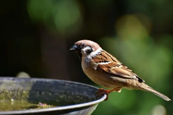 Auch f&uuml;r die V&ouml;gel wird es im Sommer schwierig, an Fl&uuml;ssigkeit zu kommen, wenn m&ouml;gliche Wasserstellen ausgetrocknet sind. Ganz wichtig beim Aufstellen einer Vogeltr&auml;nke: Sie muss t&auml;glich gereinigt werden.