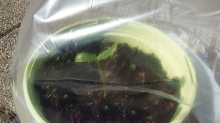 Ein gr&uuml;ner Topf mit Erde und Keimlingen ist in einem Frischhaltebeutel eingeschlossen, um als Mini-Gew&auml;chshaus zu dienen.