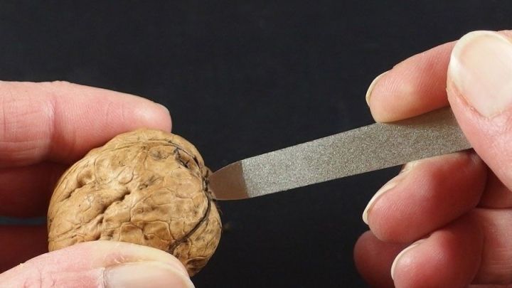 Eine Hand h&auml;lt eine Walnuss, w&auml;hrend eine Nagelfeile eingesetzt wird, um die Schale zu knacken.