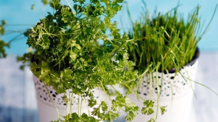 Frische Kr&auml;uter wachsen in wei&szlig;en T&ouml;pfen, w&auml;hrend sie in der hellen Umgebung auf einem Holzuntergrund stehen.