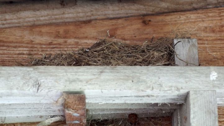 Ein Nest aus Stroh ist an einem Holzbalken verborgen, umgeben von Holzstrukturen, m&ouml;glicherweise um V&ouml;gel abzuhalten.