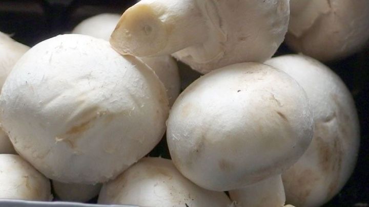 Frische, wei&szlig;e Pilze liegen eng beieinander und wirken sauber und appetitlich, bereit zur weiteren Verarbeitung in der K&uuml;che.