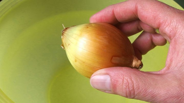 Eine Hand h&auml;lt eine Zwiebel &uuml;ber einer gr&uuml;nen Sch&uuml;ssel, als Vorbereitung f&uuml;r die Fensterreinigung ohne Reiniger.