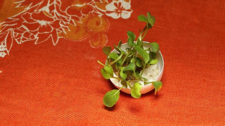 Eine Eierschale dient als kleiner Topf f&uuml;r gr&uuml;ne Pfl&auml;nzchen, die auf einem orangefarbenen Tisch dekorativ angeordnet sind.