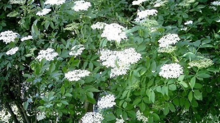 Holunderbl&uuml;ten stehen &uuml;ppig an einem Baum, w&auml;hrend sie im windigen Freien bl&uuml;hen und auf Ernte warten.