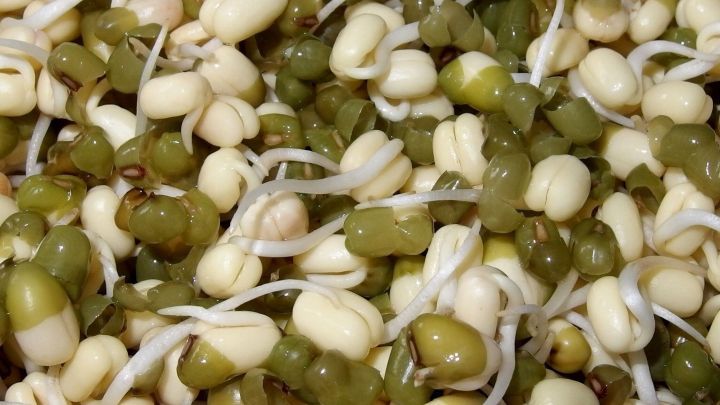 Keimlinge sind dicht gedr&auml;ngt in einer bunten Mischung, die frische, gesunde Sprossen zeigt und zum Essen einl&auml;dt.