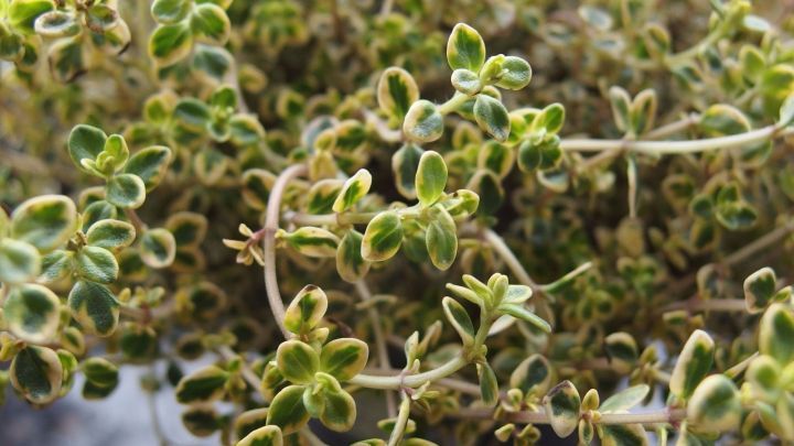 Ein gr&uuml;nes Kraut mit kleinen Bl&auml;ttern w&auml;chst lebendig in einem Topf, ein Zeichen f&uuml;r frische Ger&uuml;che in der K&uuml;che.