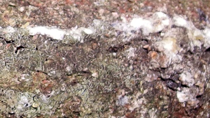 Ein erhobener Baumstamm mit auff&auml;lligem Harzfleck, der vom Nivea-Produkt gereinigt wird, vor einem nat&uuml;rlichen Hintergrund.