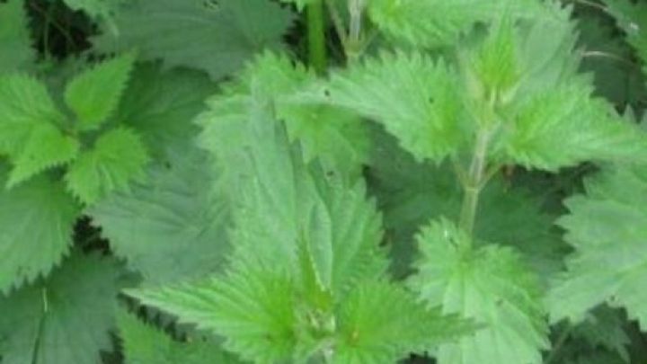 Gr&uuml;ne Brennnesseln stehen &uuml;ppig da und bieten nat&uuml;rlichen Schutz gegen Blattl&auml;use in einem heimischen Garten.