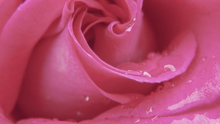 Mit diesem Trick bleiben deine Rosenbl&uuml;ten frisch und h&auml;ngen nicht mehr schlapp, auch wenn sie schon etwas schw&auml;cheln.