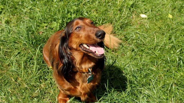 Ein brauner Hund sitzt gl&uuml;cklich im gr&uuml;nen Gras und genie&szlig;t die Sonne, sein Fell sieht sauber und gepflegt aus.