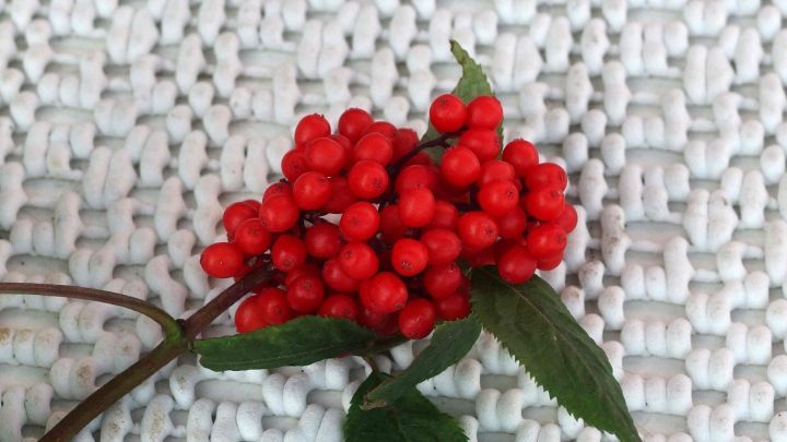 Rote Holunderbeeren liegen auf einem wei&szlig;en, strukturierten Untergrund und zeigen frische, saftige Fr&uuml;chte.