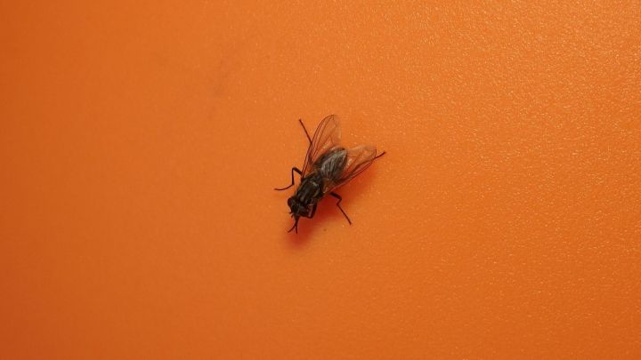 Eine Fliege sitzt auf einer orangefarbenen Wand und scheint sich zu bewegen, w&auml;hrend sie nach Nahrung sucht.
