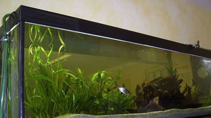 Ein Aquarium mit gr&uuml;nem Pflanzenbewuchs zeigt Wassertr&uuml;bung, was auf &Uuml;berhitzung hinweisen k&ouml;nnte.