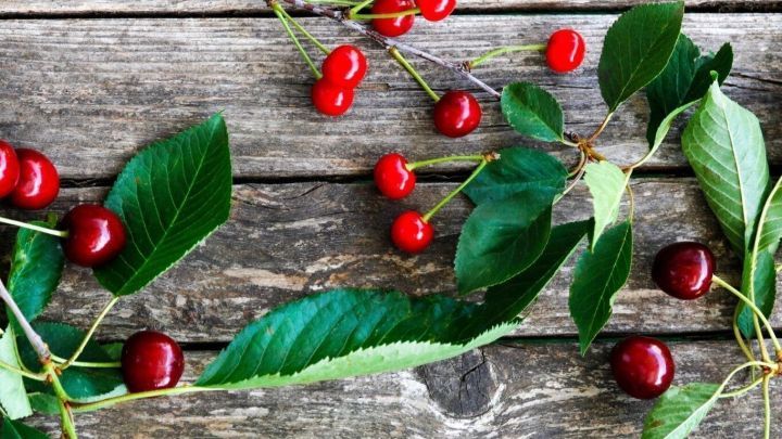 Kirschen liegen auf Holztisch, umgeben von gr&uuml;nen Bl&auml;ttern, darstellen den Prozess vom Sauerkirsch- zum S&uuml;&szlig;kirschbaum.