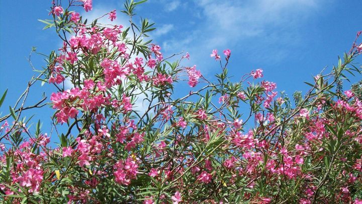 Sch&ouml;ne, bl&uuml;hende Oleander-Pflanzen dr&uuml;cken Vitalit&auml;t aus, umgeben von Blau des Himmels, idealer Hintergrund f&uuml;r Schildl&auml;use.