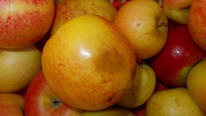 H&auml;ssliche &Auml;pfel liegen zusammen in einem Korb und scheinen frisch und attraktiv verpackt zu sein.
