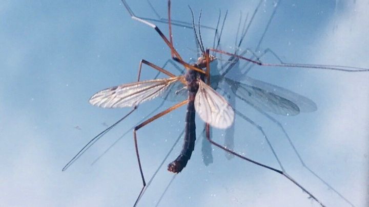 Eine M&uuml;cke sitzt an einer Fensterscheibe, w&auml;hrend der Himmel im Hintergrund leicht bew&ouml;lkt ist.