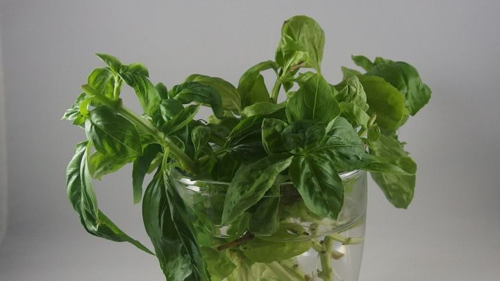 Frische Basilikumbl&auml;tter stehen in einem klaren Glas, bereit f&uuml;r den Einsatz in der K&uuml;che, um Gerichte zu verfeinern.
