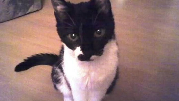 Eine schwarz-wei&szlig;e Katze sitzt aufmerksam auf einem Holzfu&szlig;boden, schaut direkt in die Kamera in einem Innenraum.