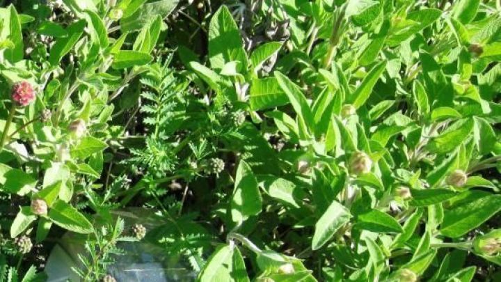 Ein Teller mit frischen Salbeibl&auml;ttern, die sanft auf einem gr&uuml;nen Pflanzenbeet ruhen, im Sonnenlicht schimmernd.